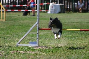 Jumping družstiev - Arin
