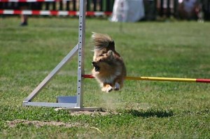 Jumping družstiev - Letom svetom