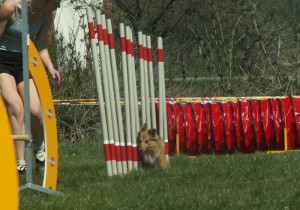 Angie v slalome (autor: Anita Brúhová)